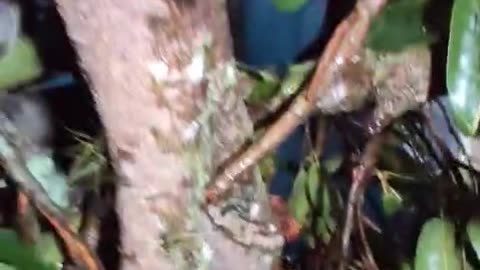 Árbol caído en Bucaramanga