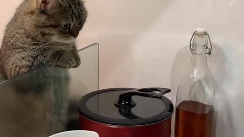 If you are watching this video, know that God has made you the guardian angel of a hungry cat💝