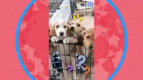 Try not to Laugh
