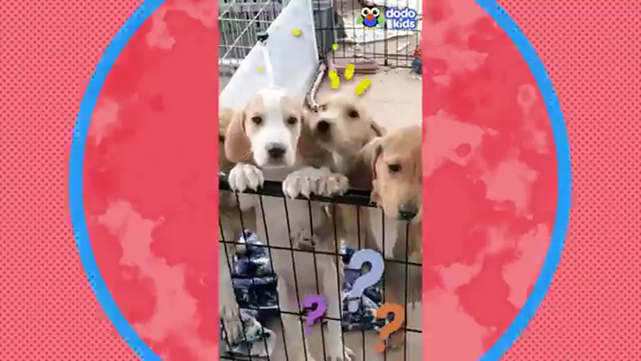 Try not to Laugh