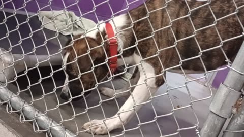 Perseus 1y Pet Id 947246 kennel 28 HSSAZ shelter kinda jumpy in past but smooth, lovin💗20250801888