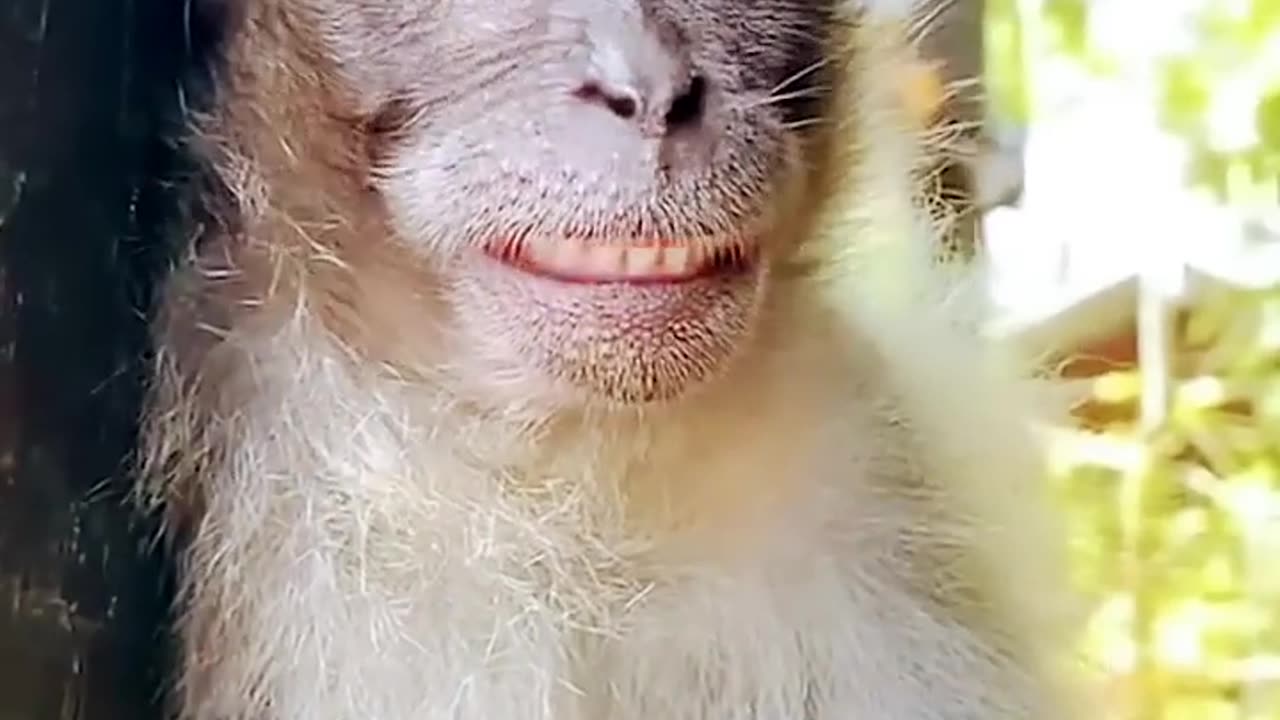 Funny video