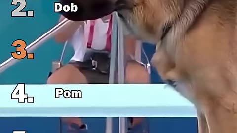 Ranking Best Dogs Olympic Diving Moments.