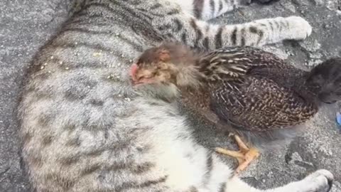 If you are watching this video, know that God has made you the guardian angel of a hungry cat💝