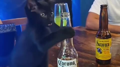 😂🐶 Happy Friday with the Funniest Animal Moments! | FunFM