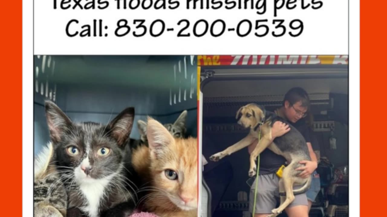 Penguin Dads, Liam Gallagher’s Rescue Pets & Moo Deng Turns 1