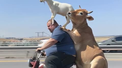 Safi entertainment content