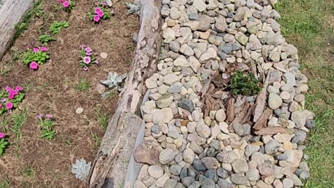 "Erecting a Riverstone Drift Rose Dragon II"