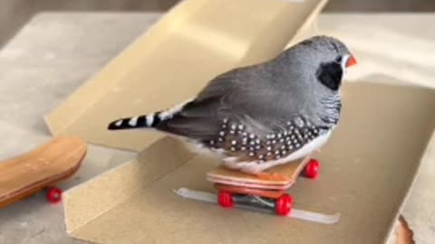 The cutest skater you've ever seen