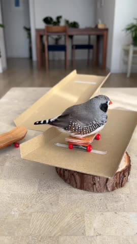 The cutest skater you've ever seen