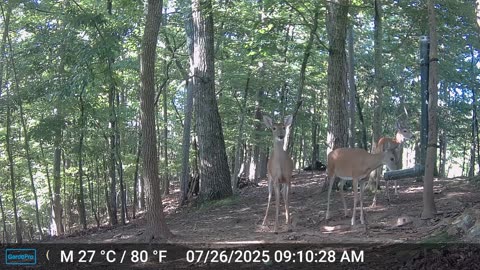 The Woods – 07/27/2025