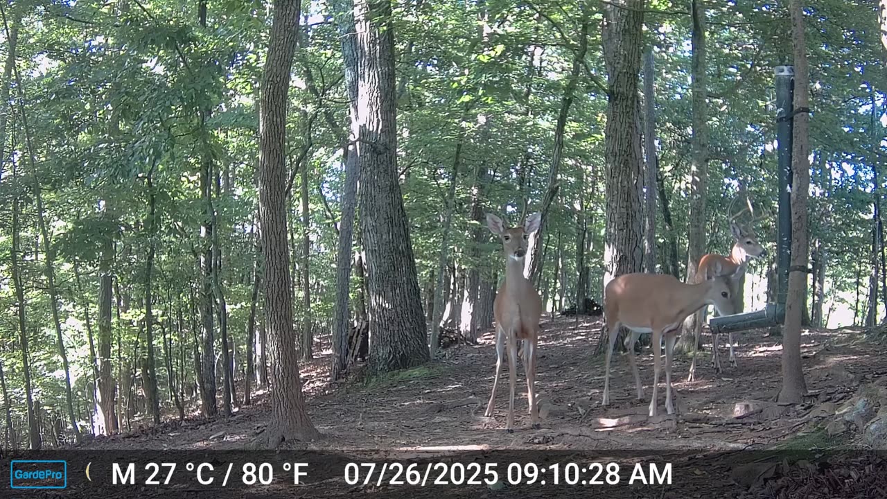 The Woods – 07/27/2025
