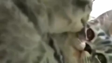 💕🐶 Two Little Lovers Steal the Show! | FunFM
