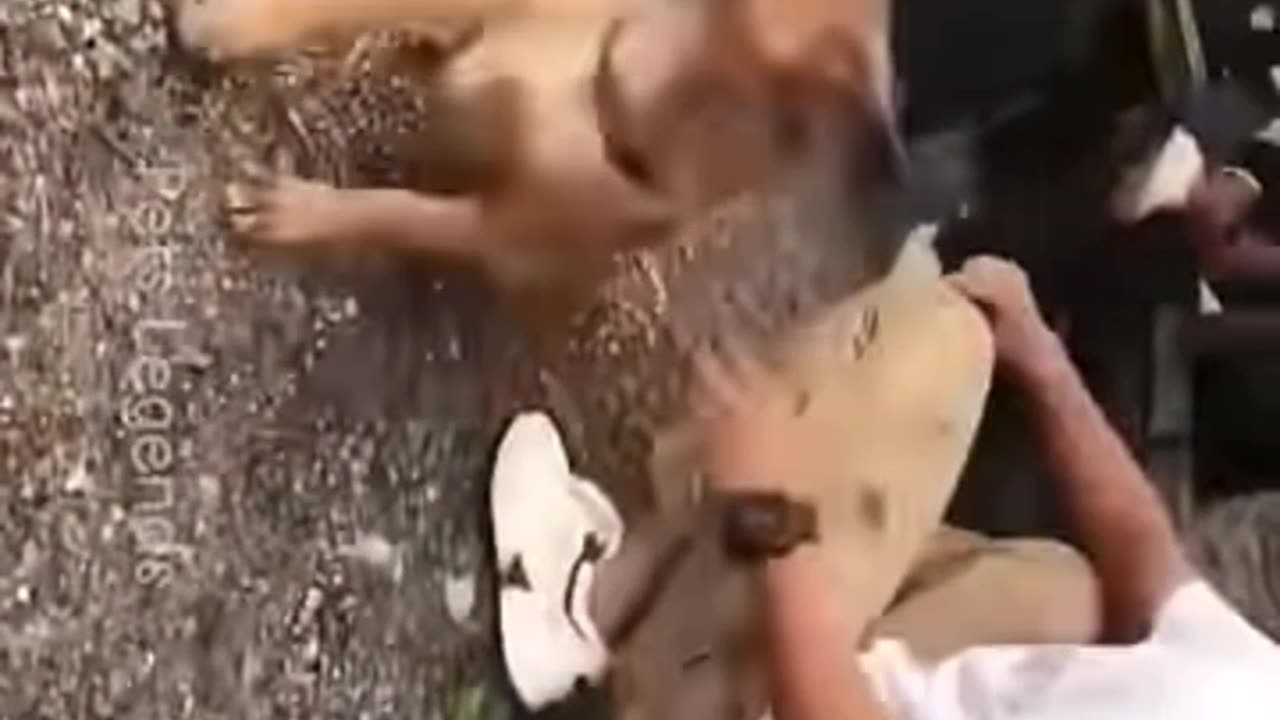 New Funny Cats and Dogs Video