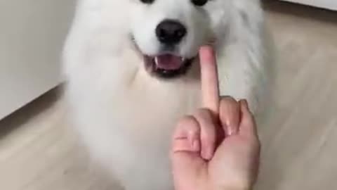 cute puppy