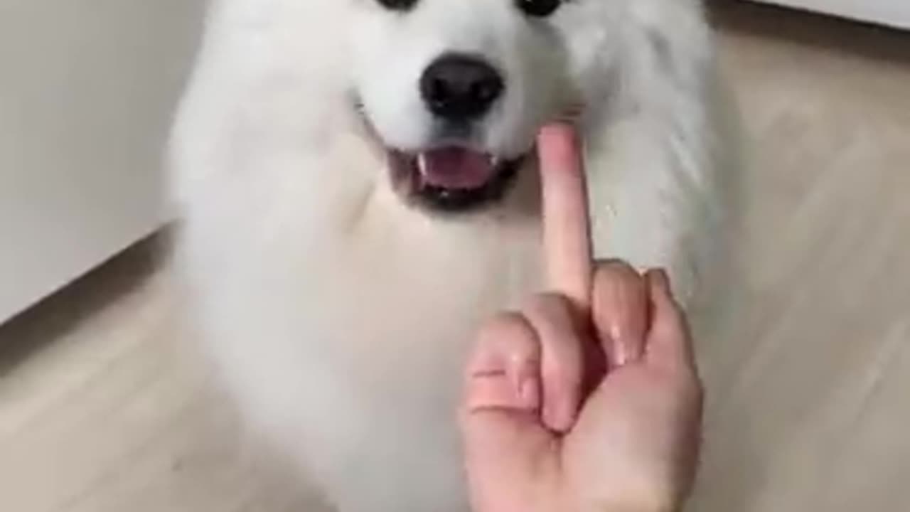 cute puppy