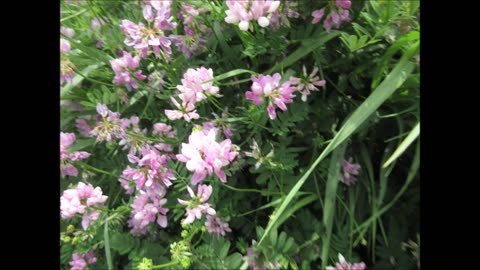 Steady As She Grows Crown Vetch June 2023