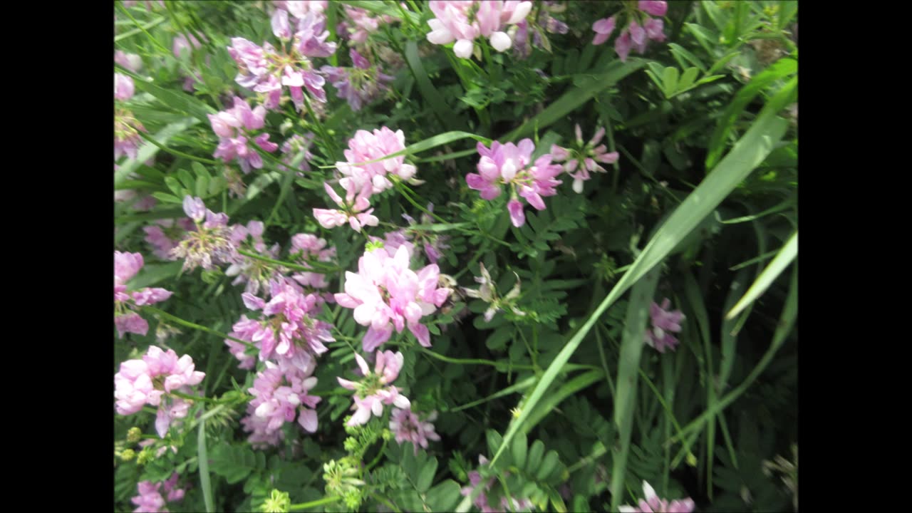 Steady As She Grows Crown Vetch June 2023