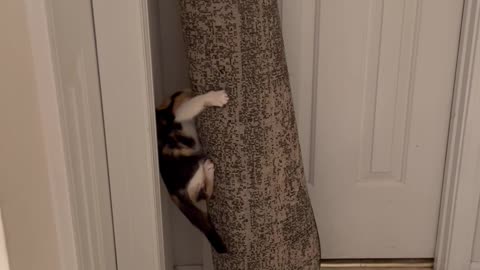 Kitten climbing rolled carpet