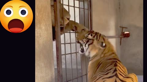 TIGER VS LION 😱😱