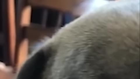 Adorable French Bulldog Puppy Gets Affirmations_ Aww-Inspiring TikTok