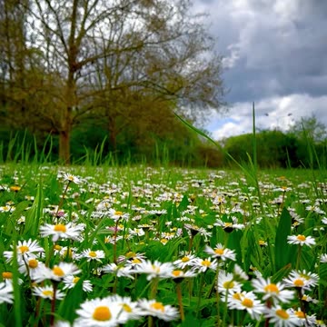 How delightful it is for a weary mind to behold such a sight!..! 😌😌😌 #forstressrelief