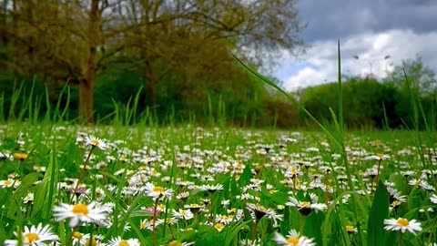 How delightful it is for a weary mind to behold such a sight!..! 😌😌😌 #forstressrelief