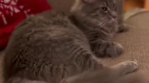 🐱🔔 I Put a Christmas Bell on My Cat’s Tail… BIG Mistake 😂🎄