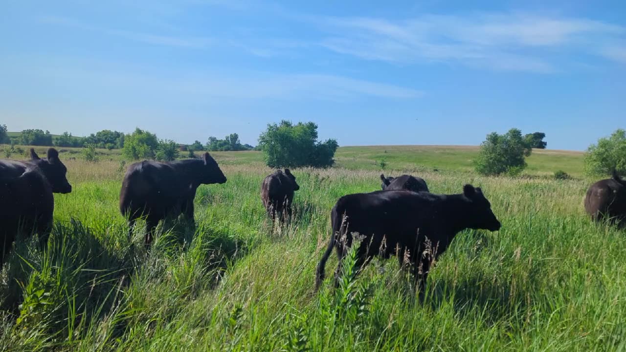 Fresh pasture