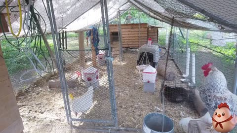 Chicken Live Stream