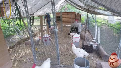 Chicken Live Stream