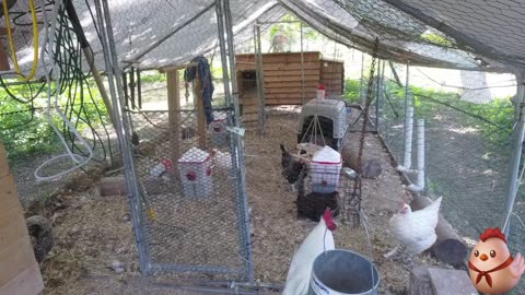 Chicken Live Stream