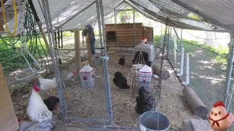 Chicken Live Stream