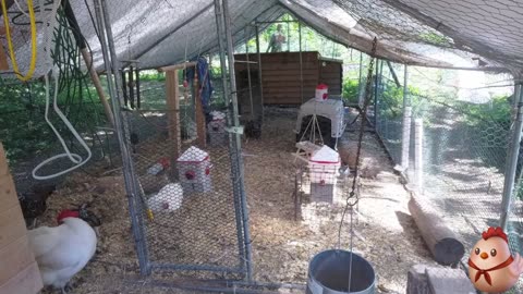 Chicken Live Stream