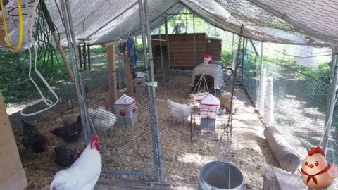 Chicken Live Stream