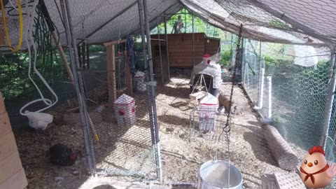 Chicken Live Stream