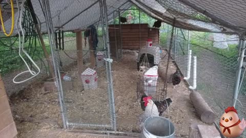 Chicken Live Stream
