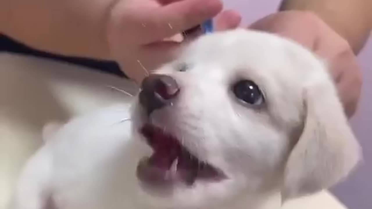 Dogs vs vet