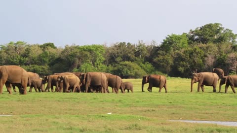 Elephant gathering, Minneriya National Park ,Sri Lanka
