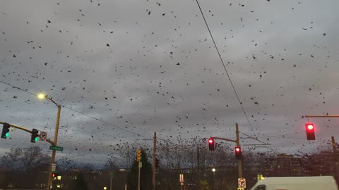 Crow City in Portland