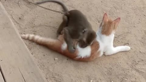 Monkey and Cat