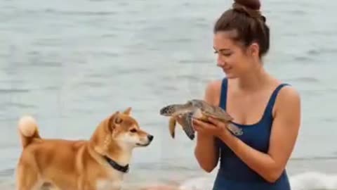 Shiba Inu’s Call for Help! 🆘 A Touching Rescue of a Baby Turtle! 🐢🐶✨