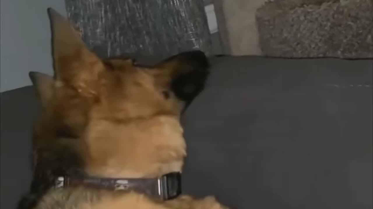 Funny pet