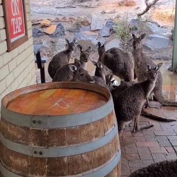 Kangaroo tales only in Australia 🇦🇺