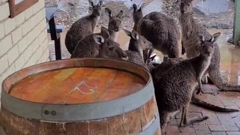 Kangaroo tales only in Australia 🇦🇺