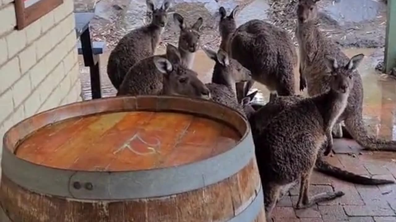 Kangaroo tales only in Australia 🇦🇺