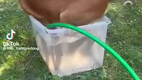 Trending: Funny dogs to make your day better #relaxmydog #funny #dogs #funnydogs