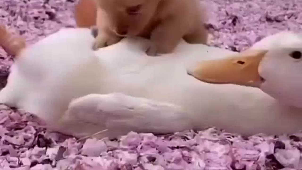 HHappiness is a wagging tail!❤️