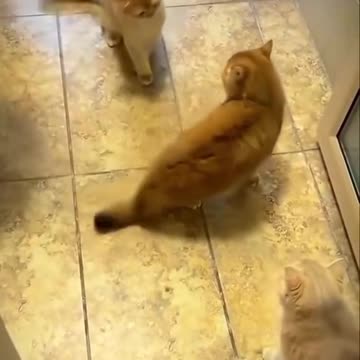 "Ultimate Cat Wrestling Showdown! 🐾🐱💥"