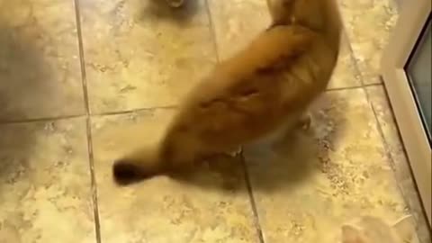 "Ultimate Cat Wrestling Showdown! 🐾🐱💥"